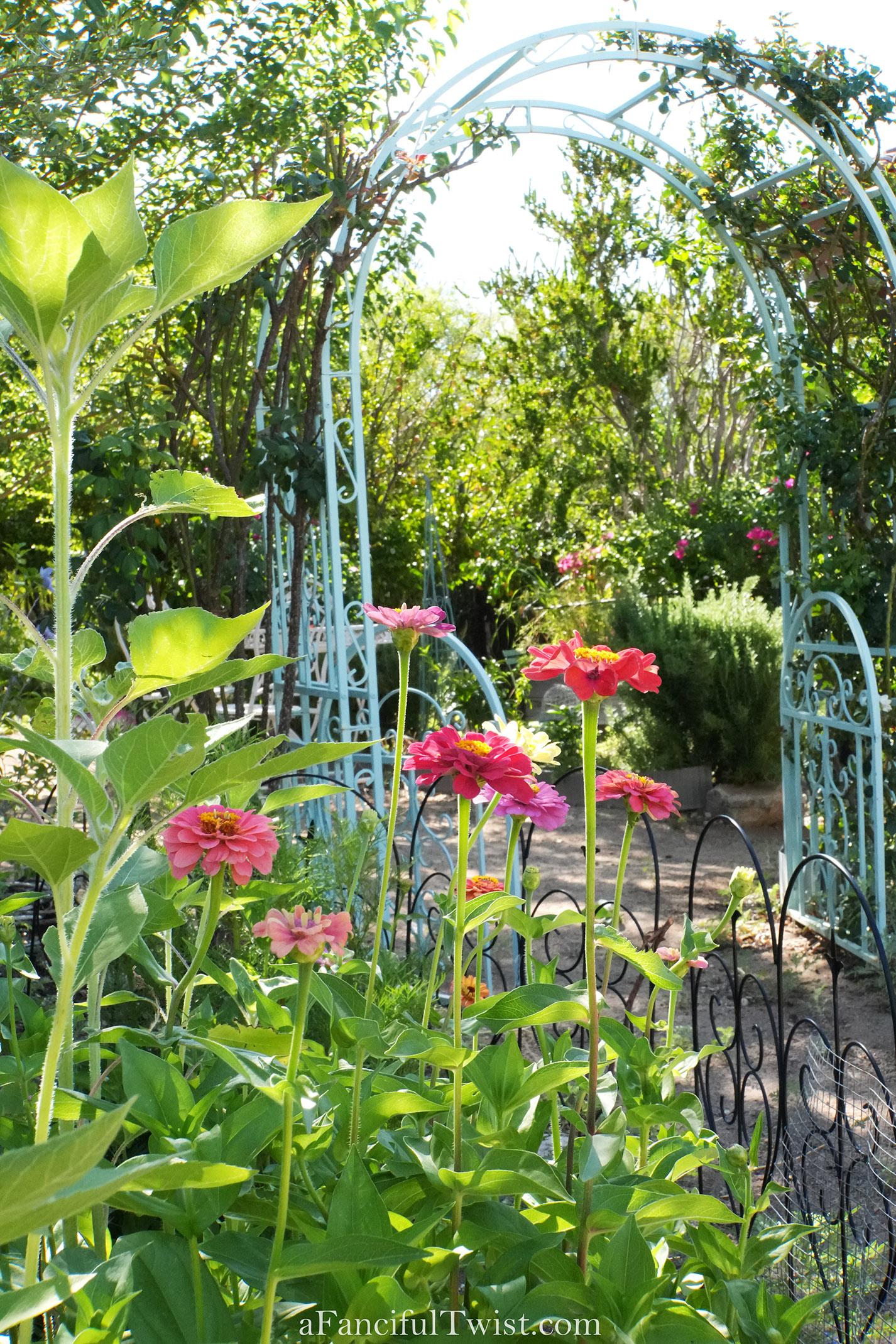 Summer zinnia apple basket love 3 Summer zinnia apple basket love 3