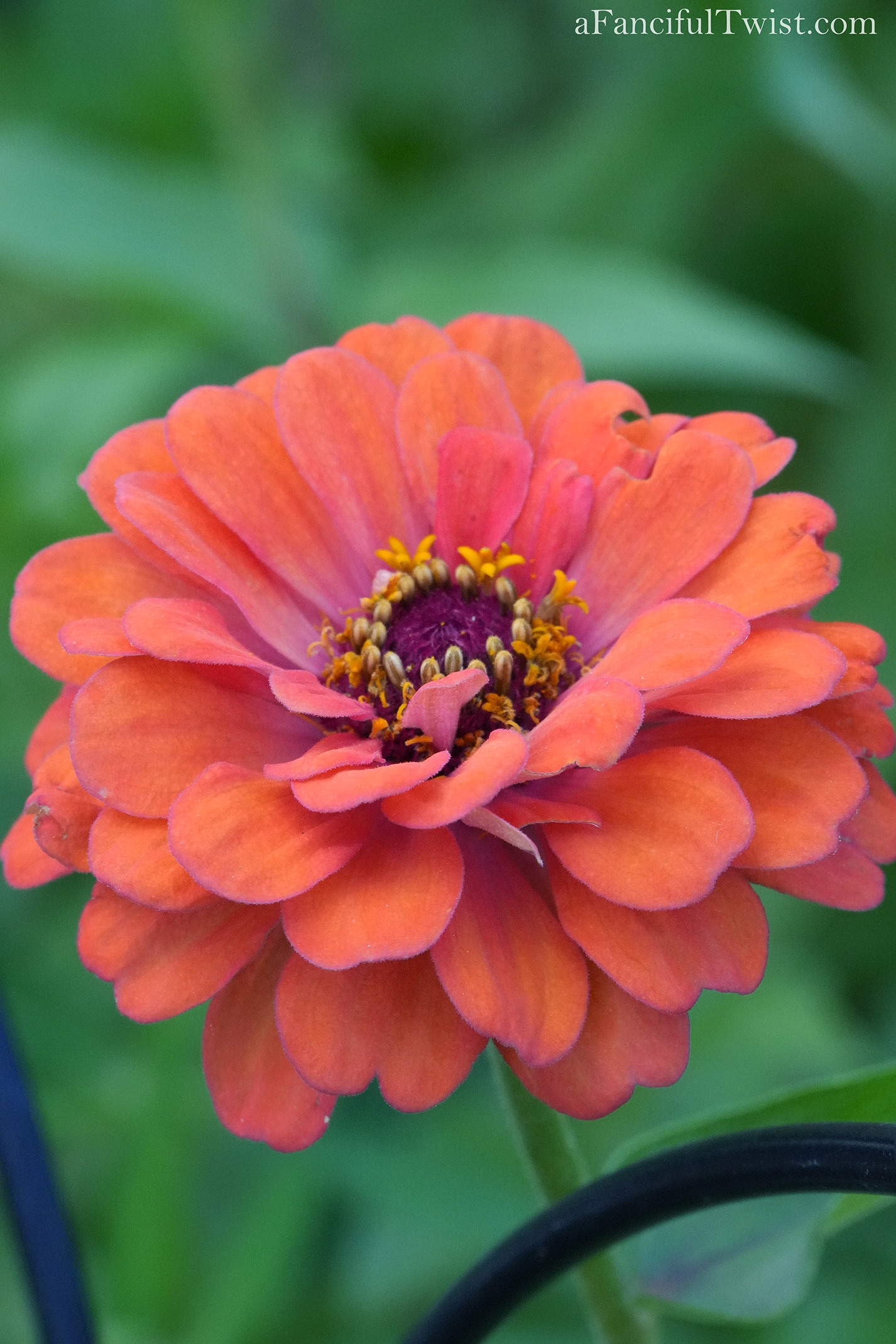 Summer zinnia apple basket love 13 Summer zinnia apple basket love 13