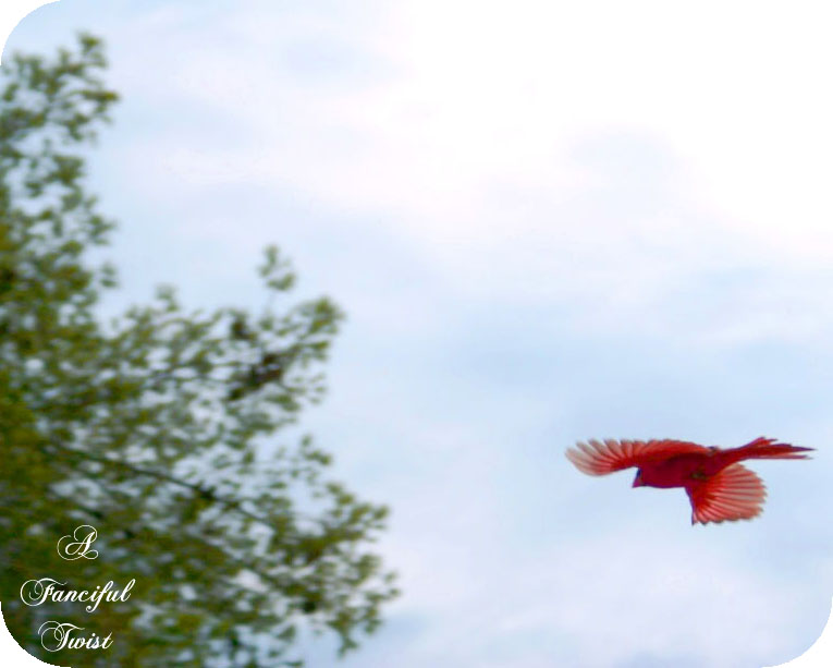 Cardinal_1 Cardinal_1