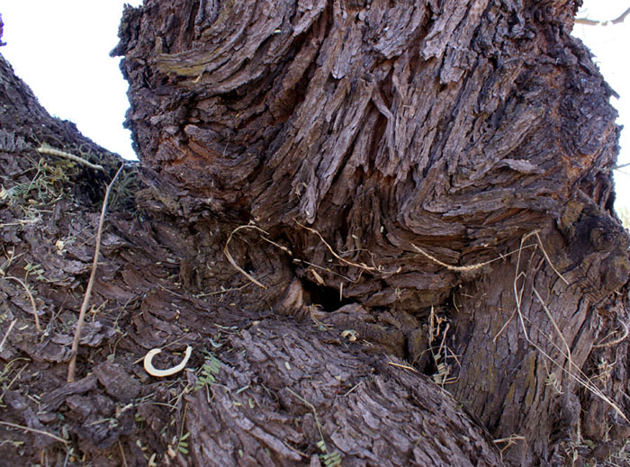Hidden_rabbitwood_smiling_tree Hidden_rabbitwood_smiling_tree