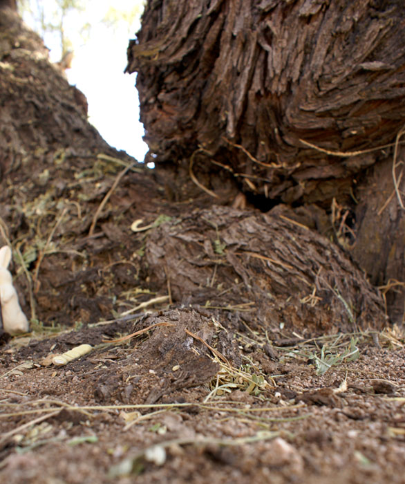 Hidden_rabbitwood_through_the_path Hidden_rabbitwood_through_the_path