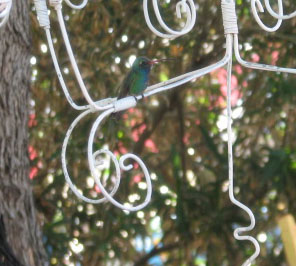 Hummingbirdvanessa Hummingbirdvanessa