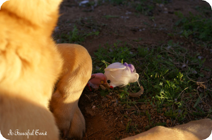 Mouseboy_falls_in_love_11 Mouseboy_falls_in_love_11