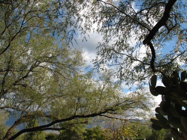 Pizza_day_in_the_garden2 Pizza_day_in_the_garden2