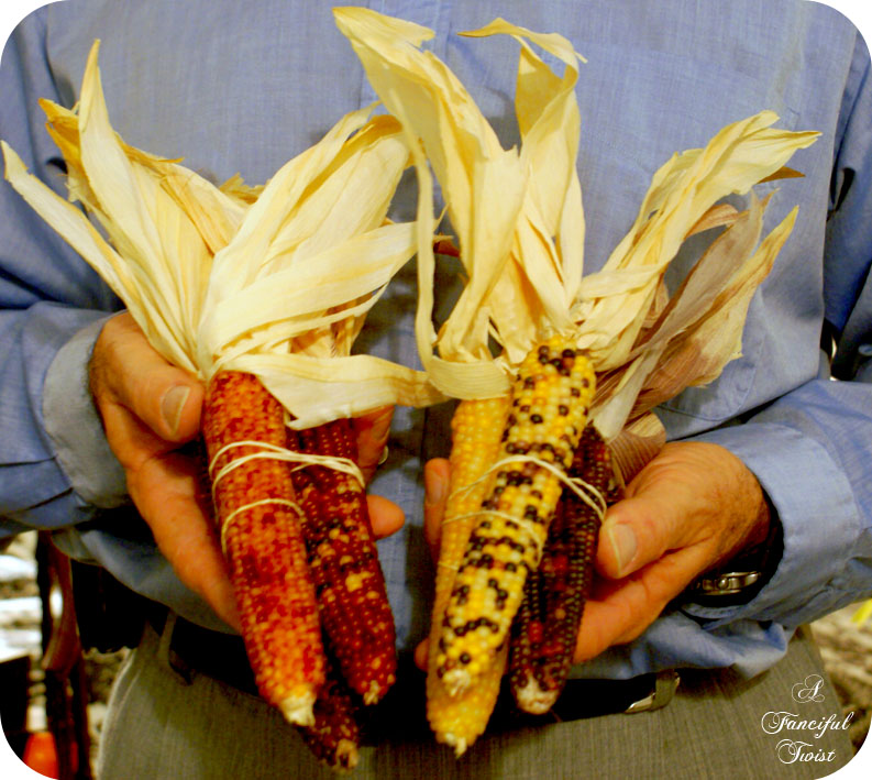 Pumpkin_24 Pumpkin_24