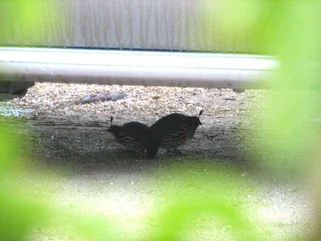 Quail Quail