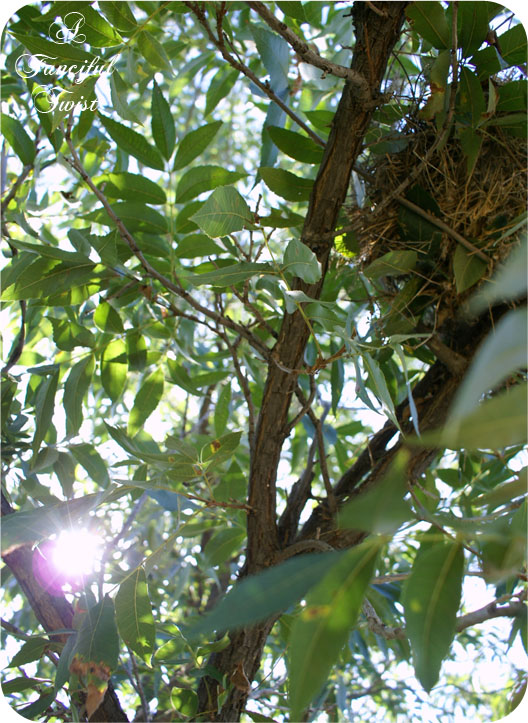 Teacakes_15 Teacakes_15