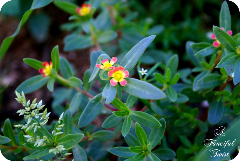 Teacakes_16 Teacakes_16